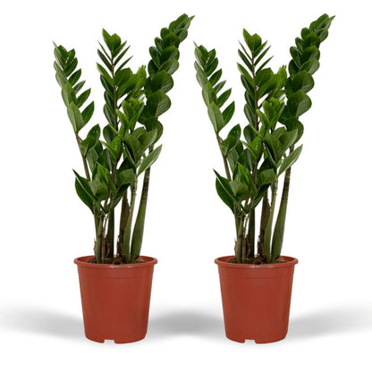 2x Zamioculcas Zamiifolia kamerplant ø14 cm 50 cm