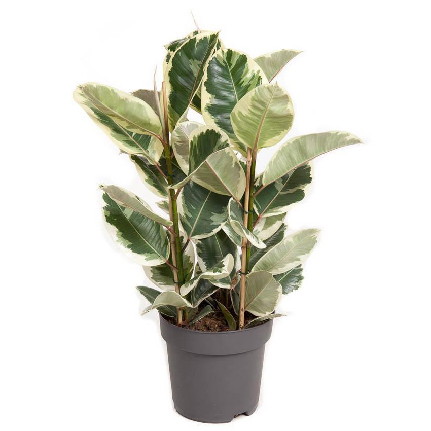 Kamerplant Ficus elastica Tineke Ø27x100 cm groen wit