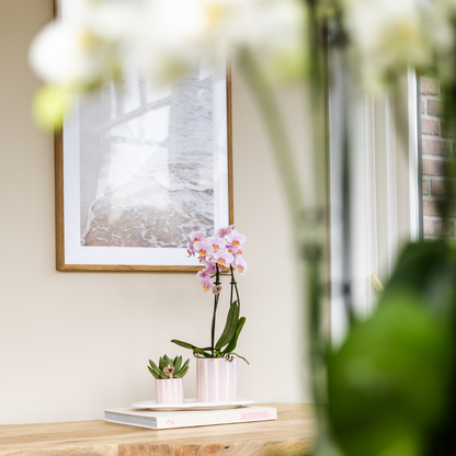 Cadeauset met groene plant, roze orchidee en sierpotten op dienblad