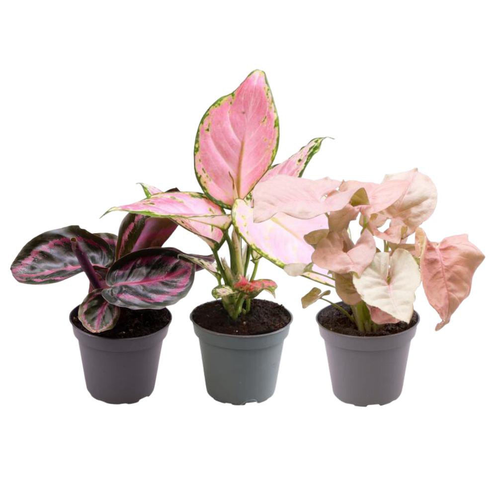 Pink is the new green - Ø6.5 - ↕12