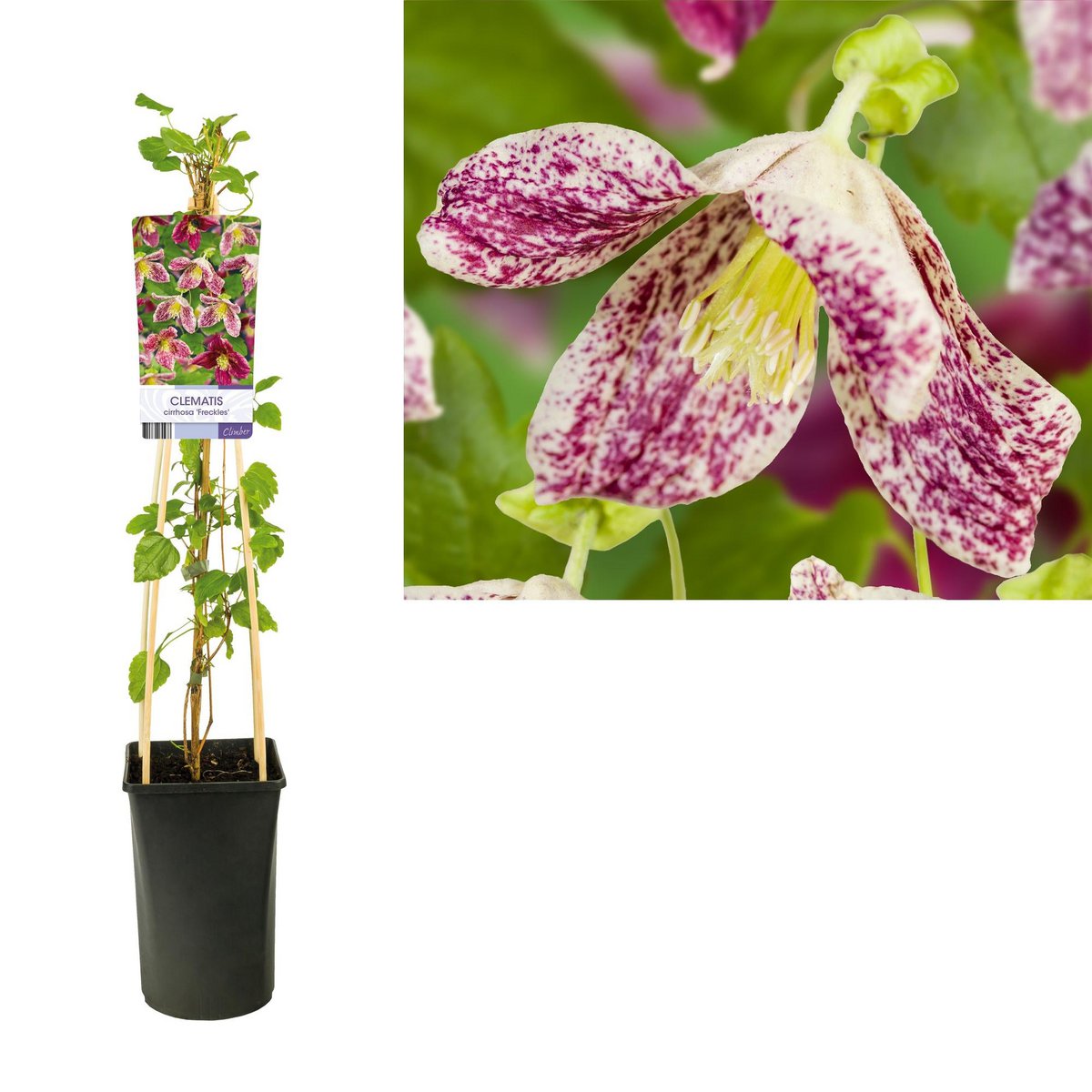 Clematis Cirrhosa 'Frecles' +Light Label - Ø17cm - ↕75cm