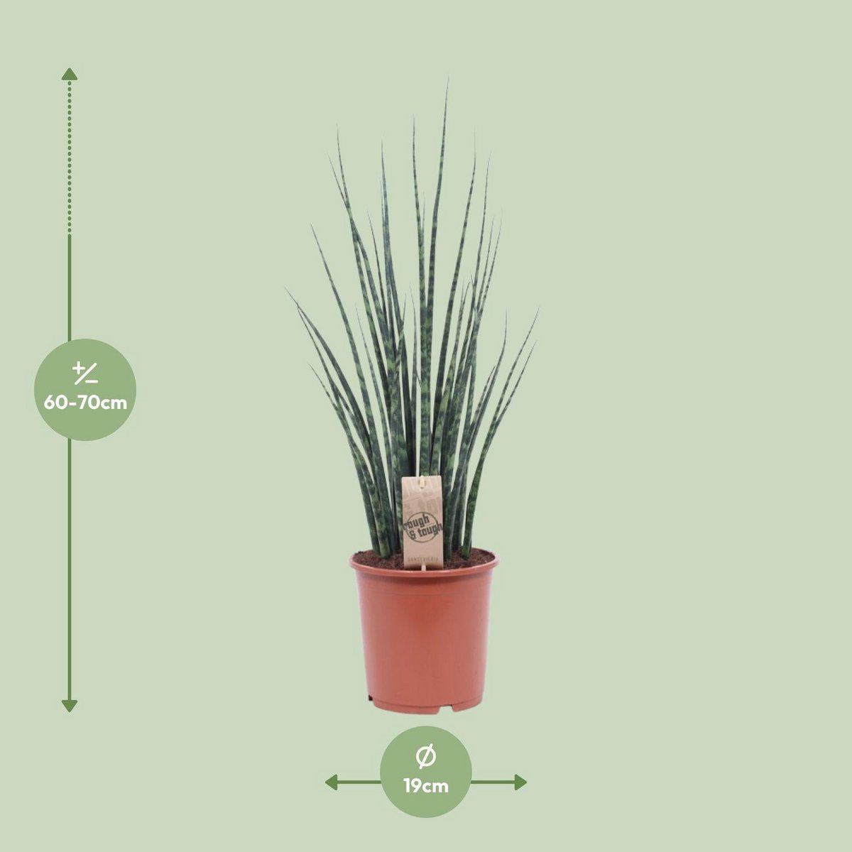 Sansevieria Mikado 70 cm potmaat 19 cm