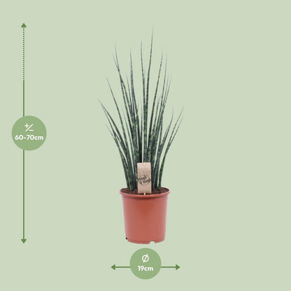 Sansevieria Mikado 70 cm potmaat 19 cm