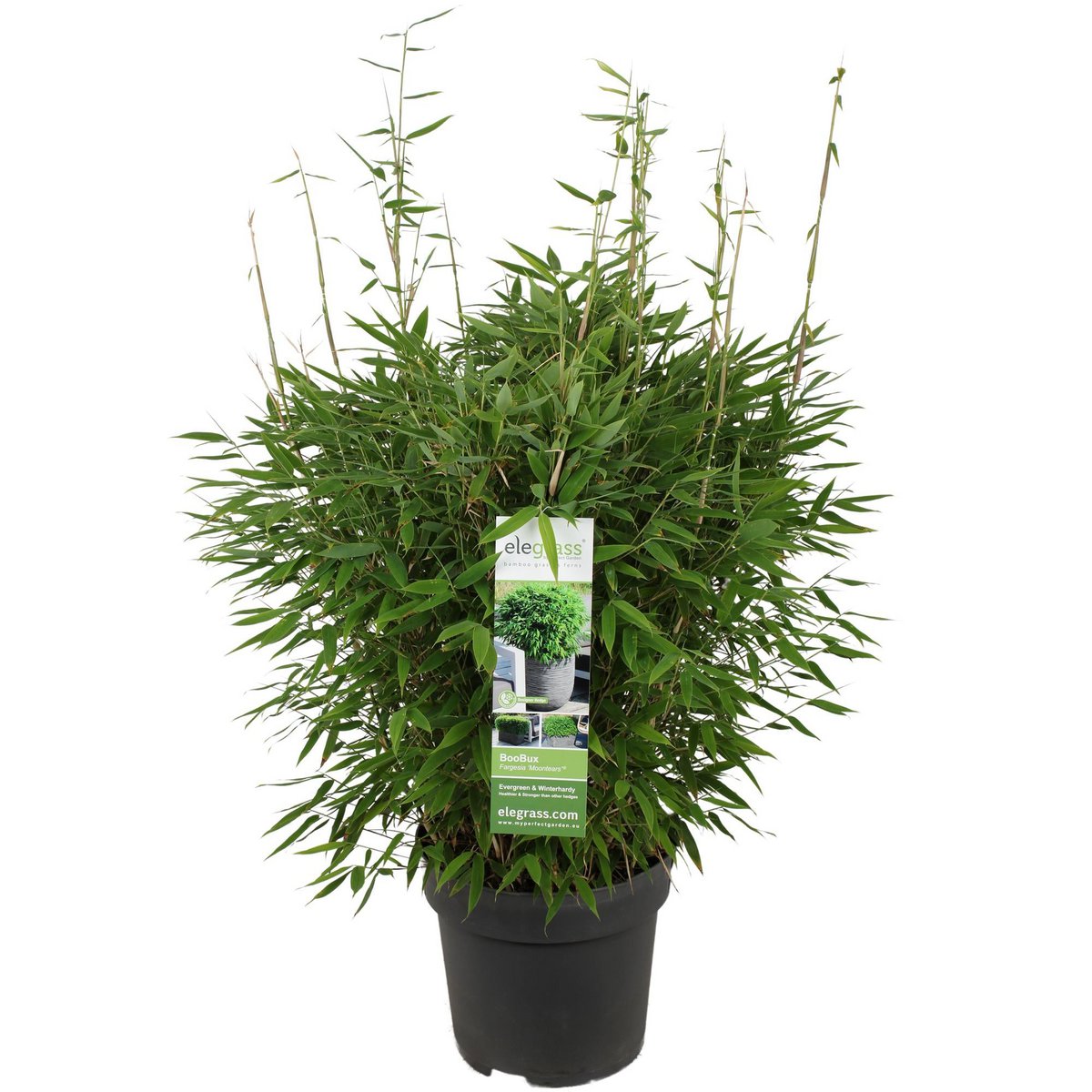 Bamboe Fargesia 'Moontears' Boobux 70cm Ø29cm