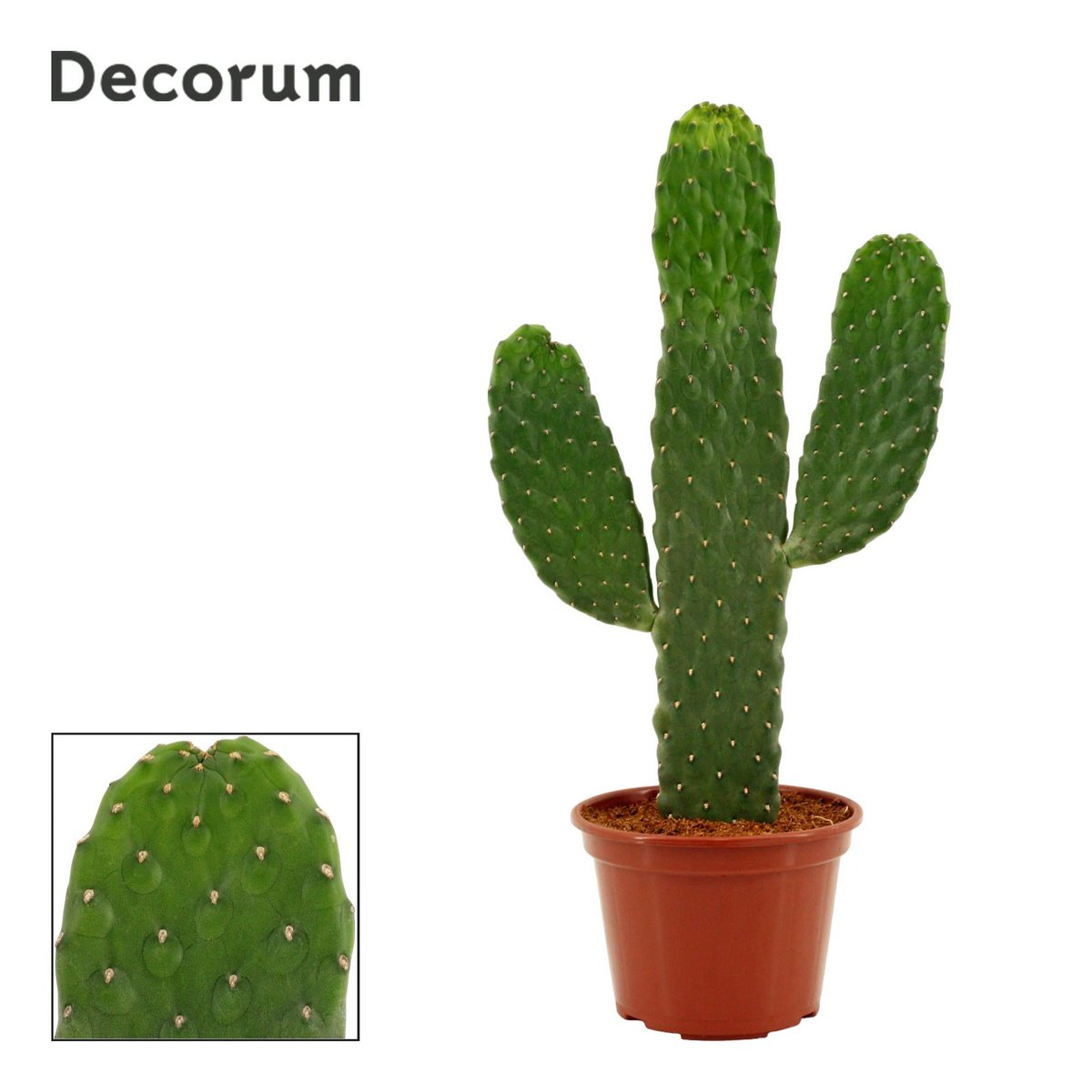 Opuntia -console rood 12 cm (knap) - Ø14cm - ↕43cm