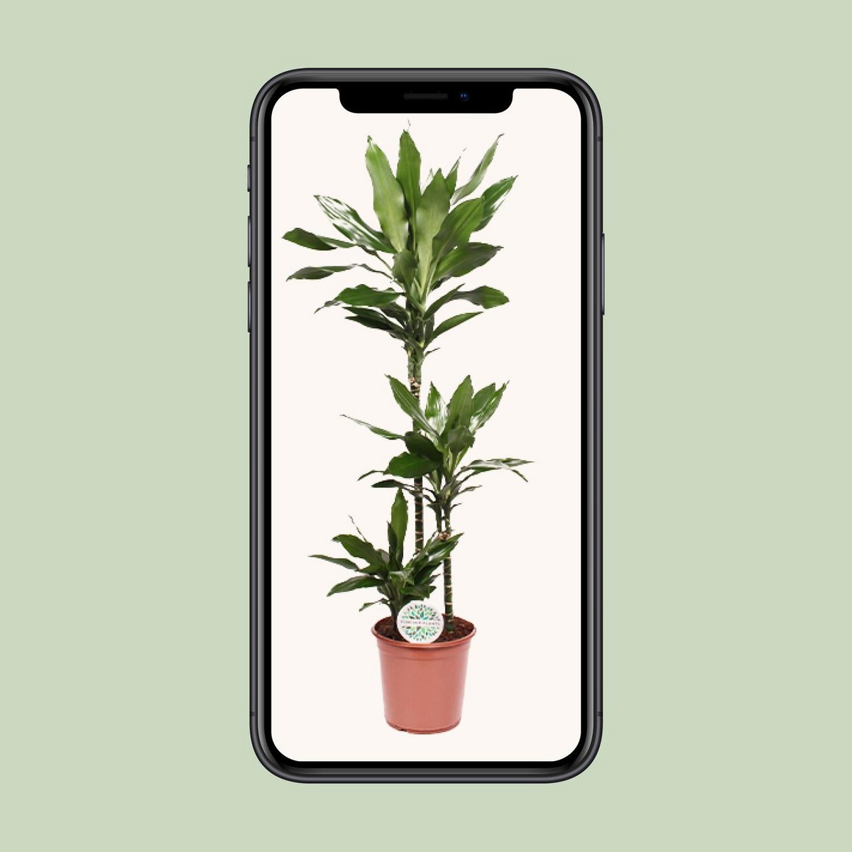Dracaena Janet Lind 130 cm pot Ø24 cm