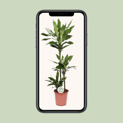 Dracaena Janet Lind 130 cm pot Ø24 cm