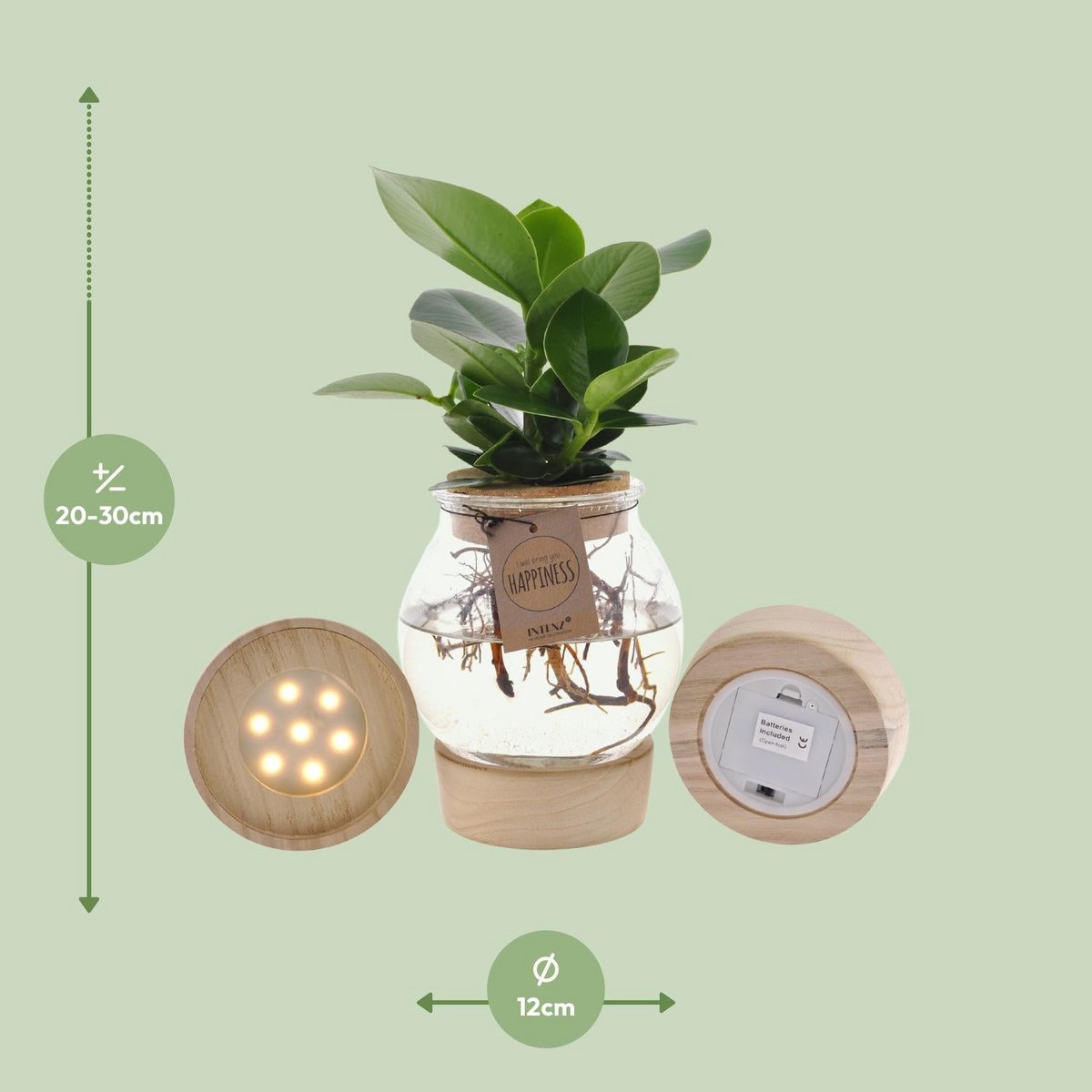 Clusia kamerplant in bolglas met LED