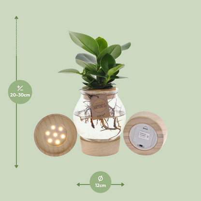 Clusia kamerplant in bolglas met LED