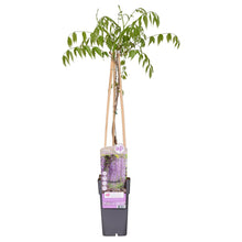 Blauwe regen Naga Noda klimplant Ø15cm 65cm