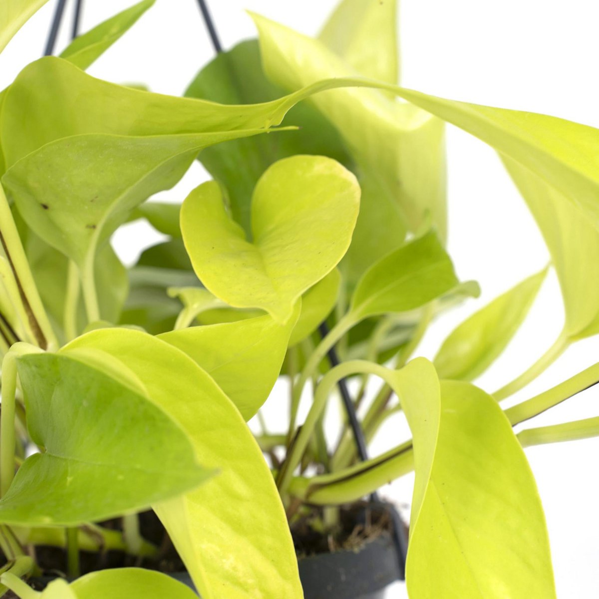 Kamerplant Epipremnum Golden Pothos Ø15cm