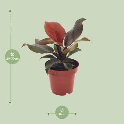 Kamerplant Philodendron Imperial Red Ø12cm 25cm