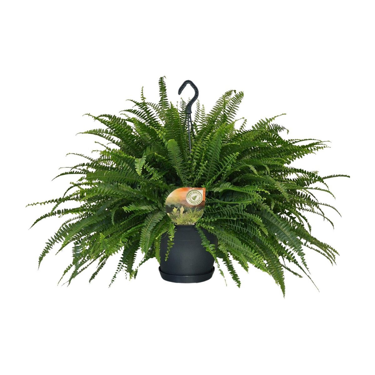 Varen Nephrolepis Green Lady Ø20cm 60cm