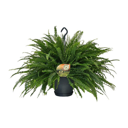 Varen Nephrolepis Green Lady Ø20cm 60cm