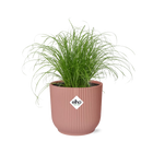 Paraplugras Cyperus alternifolius 14 cm roze Elho pot