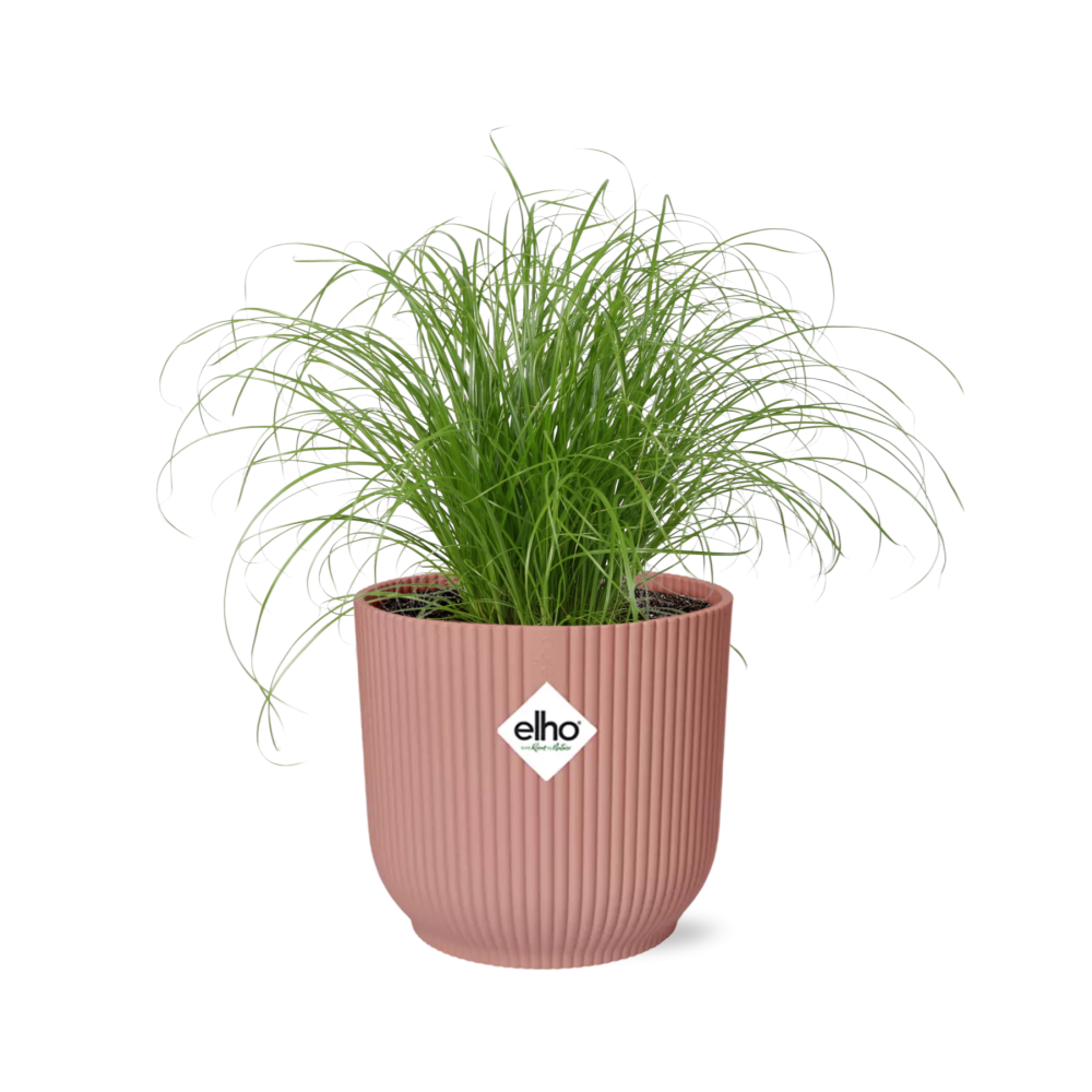 Paraplugras Cyperus alternifolius 14 cm roze Elho pot