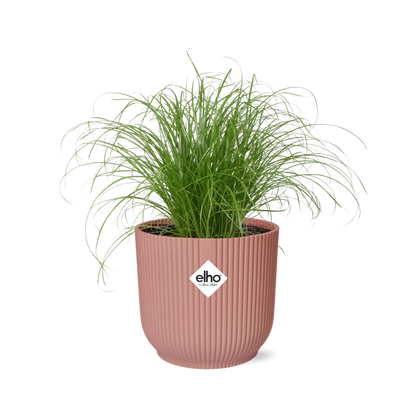Paraplugras Cyperus alternifolius 14 cm roze Elho pot