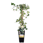 Klimop Hedera Colchica 'dentata variegata' Ø15cm ↕65cm