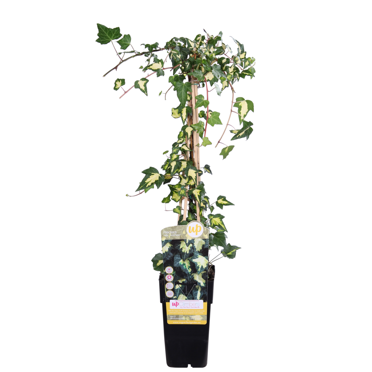 Klimop Hedera Colchica 'dentata variegata' Ø15cm ↕65cm