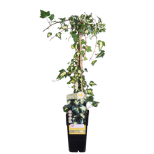 Klimop Hedera Colchica 'dentata variegata' Ø15cm ↕65cm
