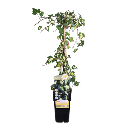 Klimop Hedera Colchica 'dentata variegata' Ø15cm ↕65cm