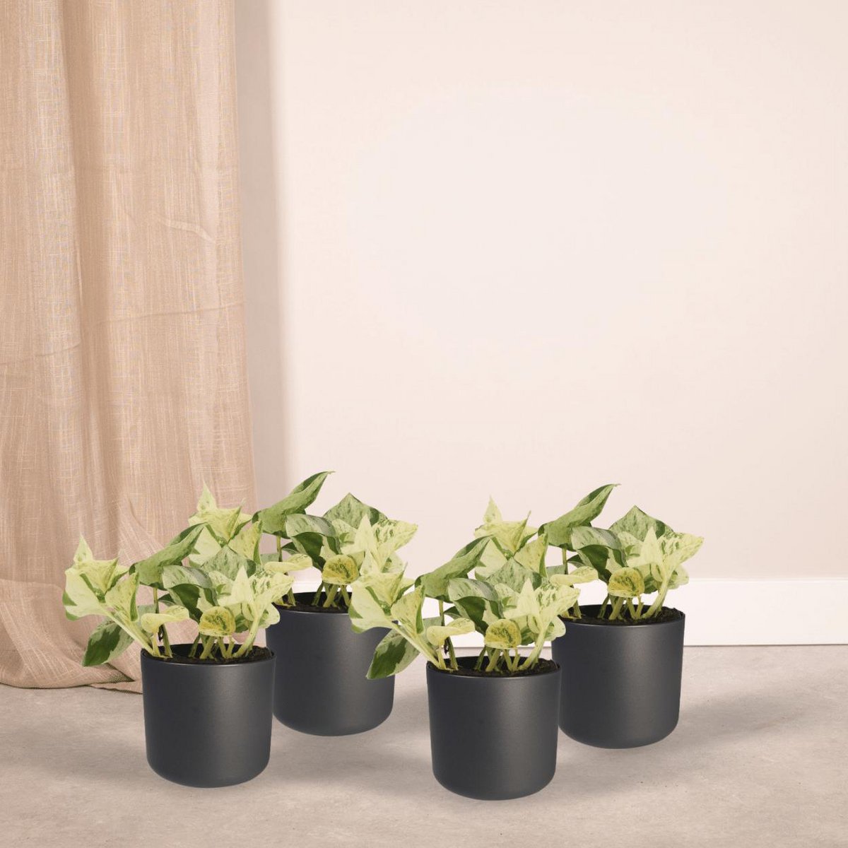 Kamerplant Epipremnum Happy Leaf ø12cm ↕15cm