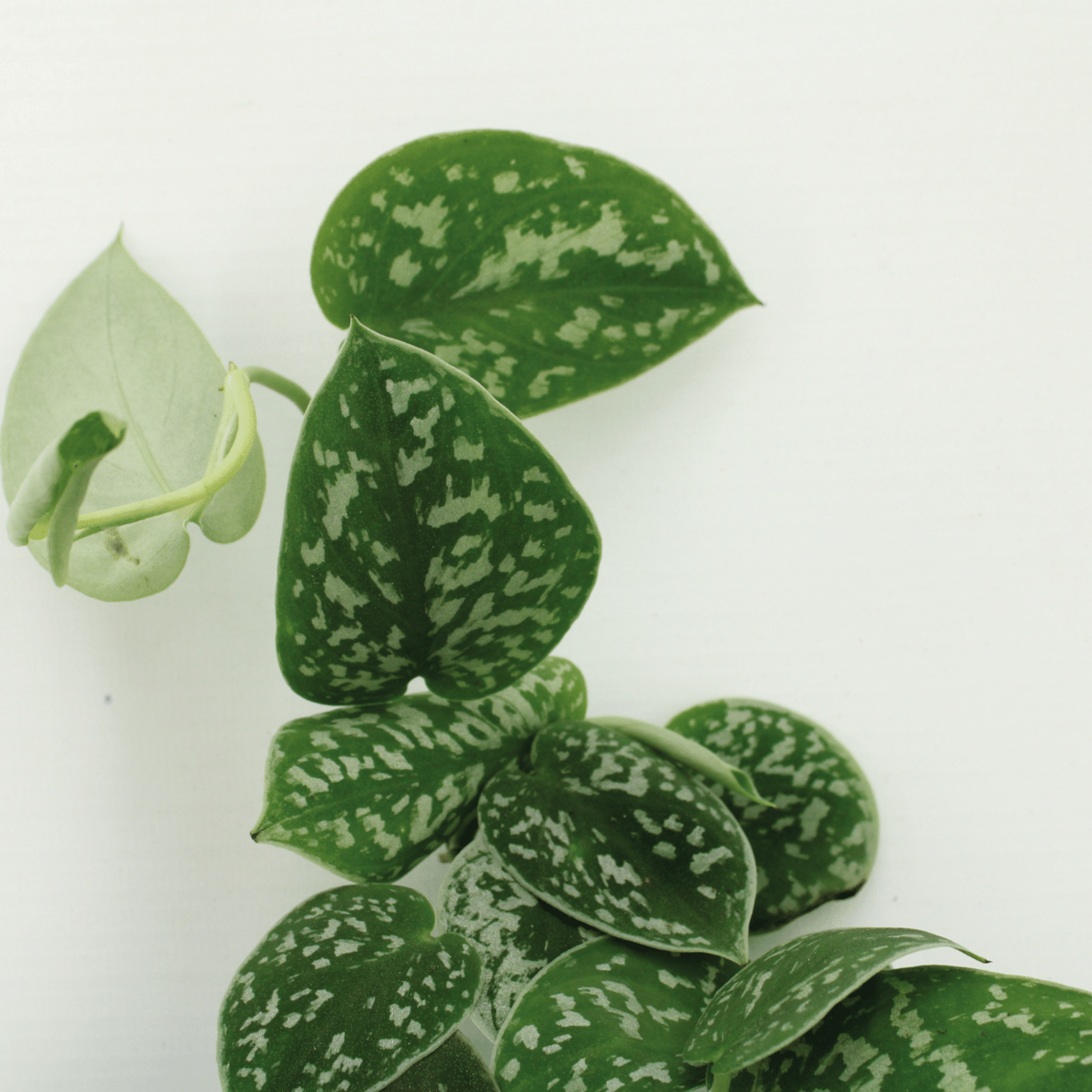 2x Scindapsus Pictus - Epipremnum - 15 cm - Ø12