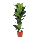 Ficus lyrata kamerplant Ø21cm 90cm