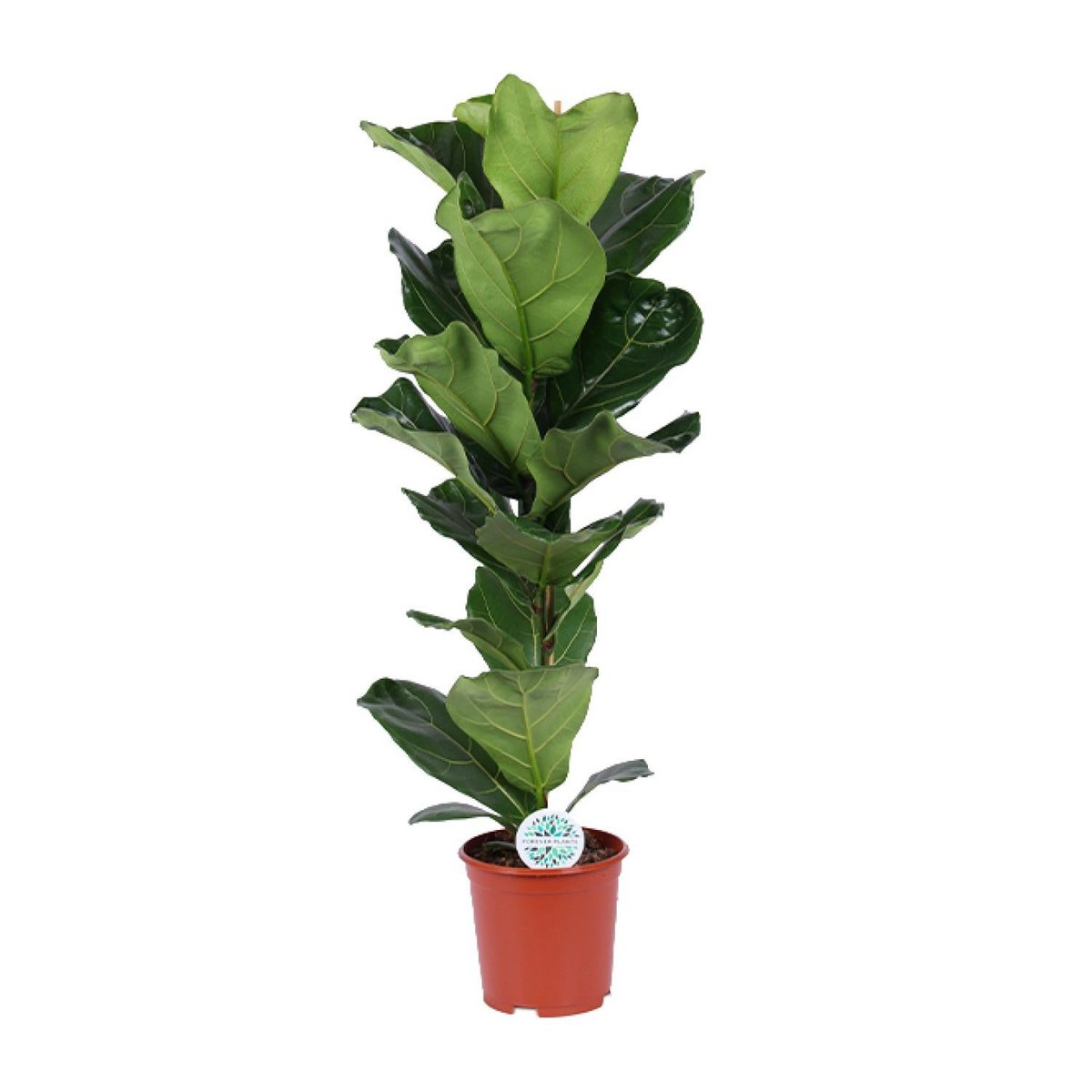 Ficus lyrata kamerplant Ø21cm 90cm
