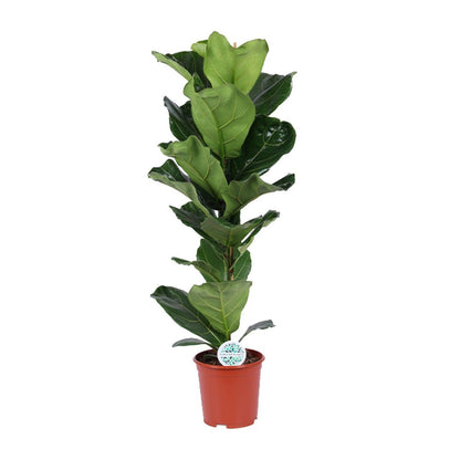 Ficus lyrata kamerplant Ø21cm 90cm