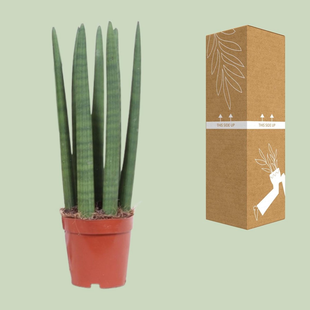 Kamerplant Sansevieria Straight 12 cm pot 40 cm hoog
