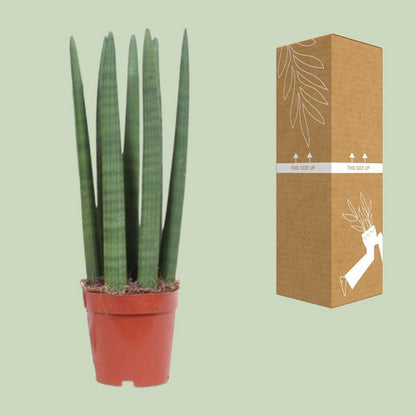 Kamerplant Sansevieria Straight 12 cm pot 40 cm hoog