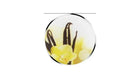 Cornat Sa1029 Drain Plug Decor Vanilla Cream 39.5Mm