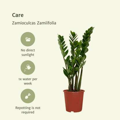 2x Zamioculcas Zamiifolia kamerplant ø14 cm 50 cm