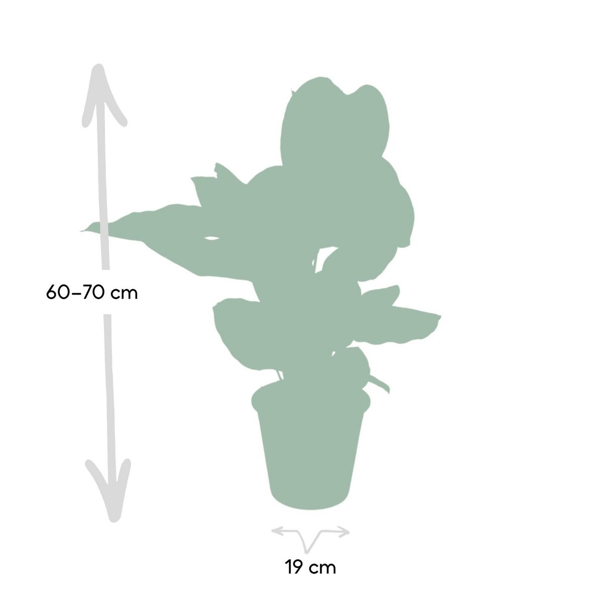 Kamerplant Calathea Ornata Ø19cm 75cm