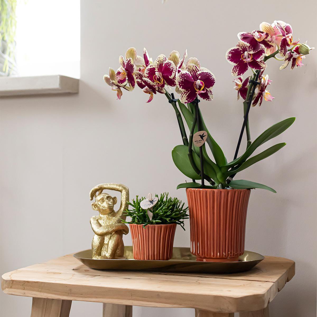 Plantenset Orchidee, Rhipsalis met Retro Terracotta Potten en Dienblad