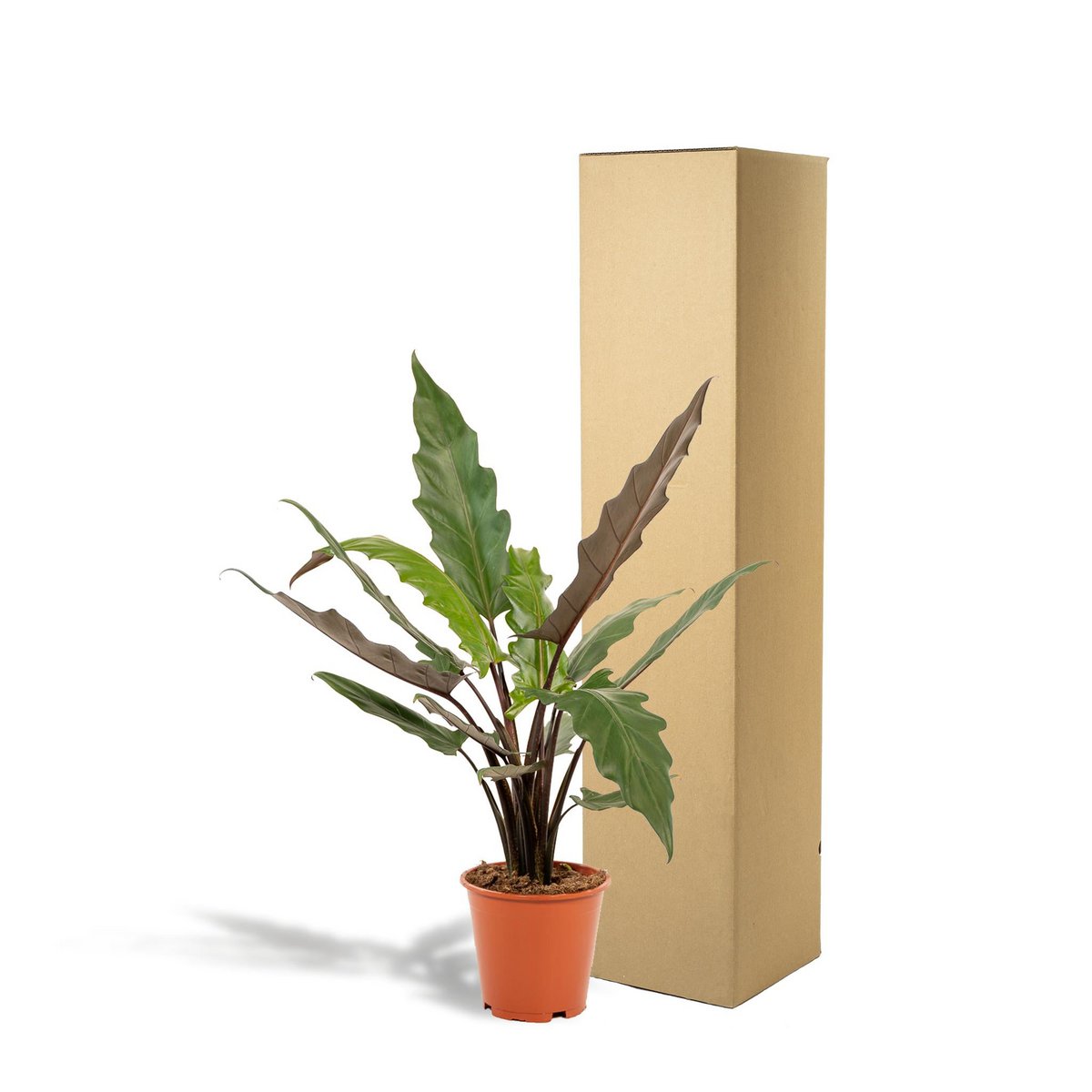 Alocasia Lauterbachiana kamerplant Ø19cm ↕80cm