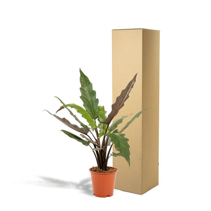 Alocasia Lauterbachiana kamerplant Ø19cm ↕80cm