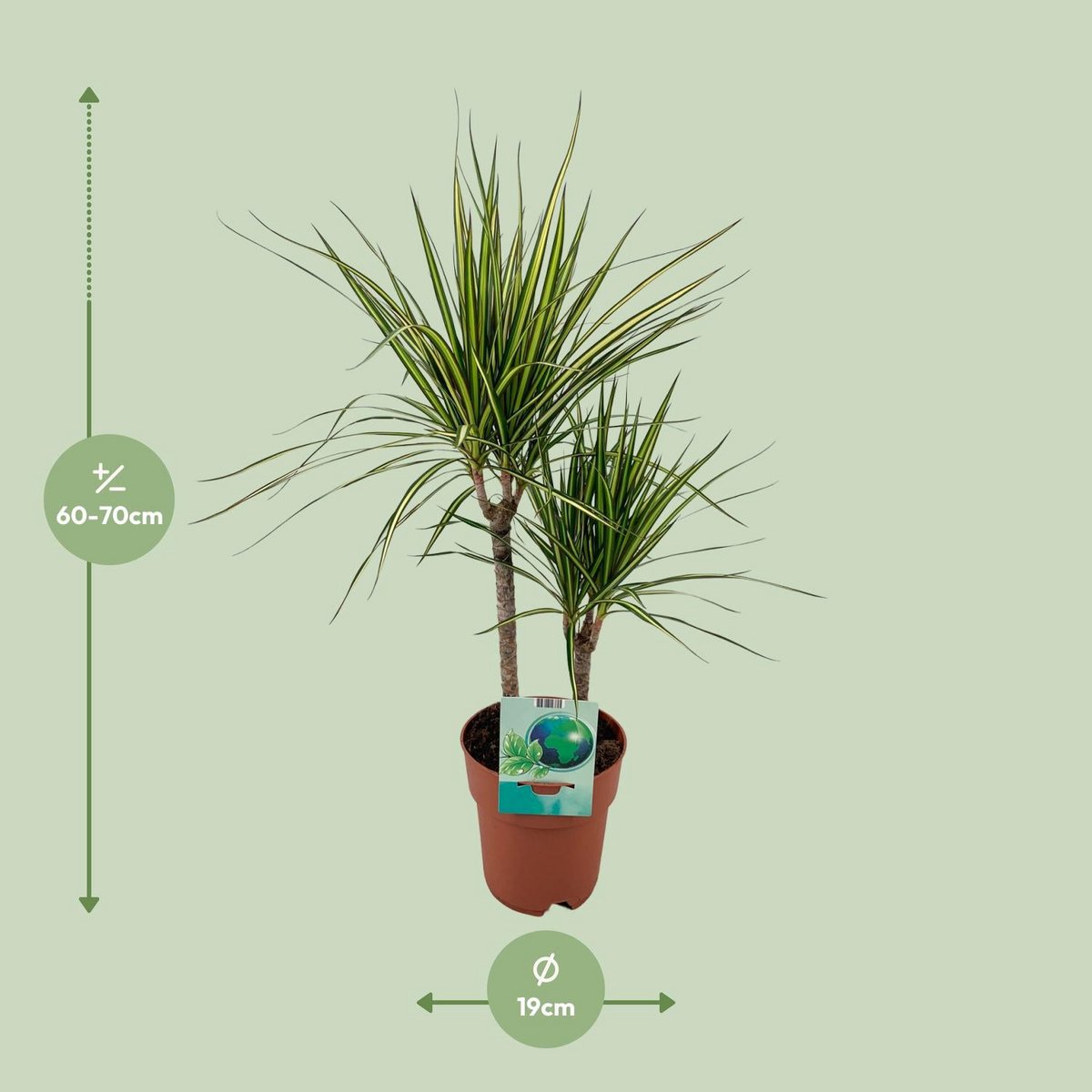 Dracaena margina bicolor - Ø19cm - ↕70cm