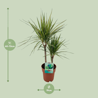 Dracaena margina bicolor - Ø19cm - ↕70cm