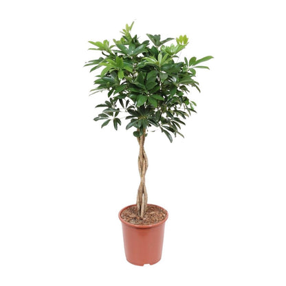 Kamerplant Schefflera Arboricola compact H120 cm