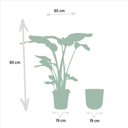 Strelitzia Nicolai kamerplant Ø19 cm 90 cm