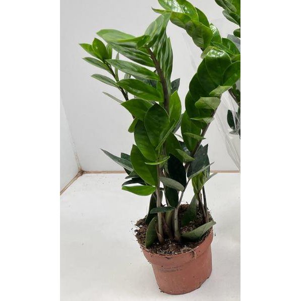 Zamioculcas - Ø12cm - ↕35cm