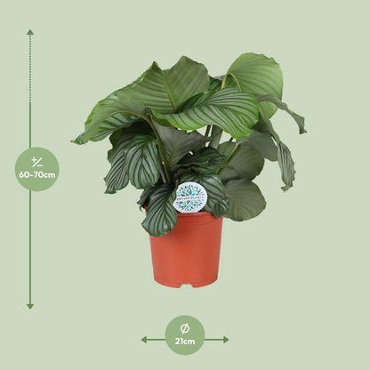 Calathea orbifolia kamerplant Ø21cm 70cm