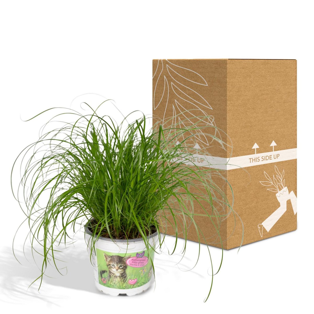 Kattengras Cyperus Alternifolius Ø12cm ↕20cm