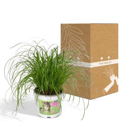 Kattengras Cyperus Alternifolius Ø12cm ↕20cm