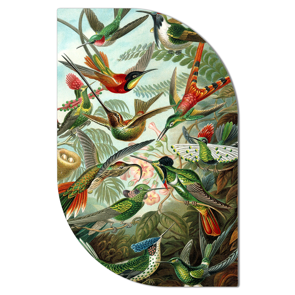 ScandiArt hummingbirds by Ernst Haeckel