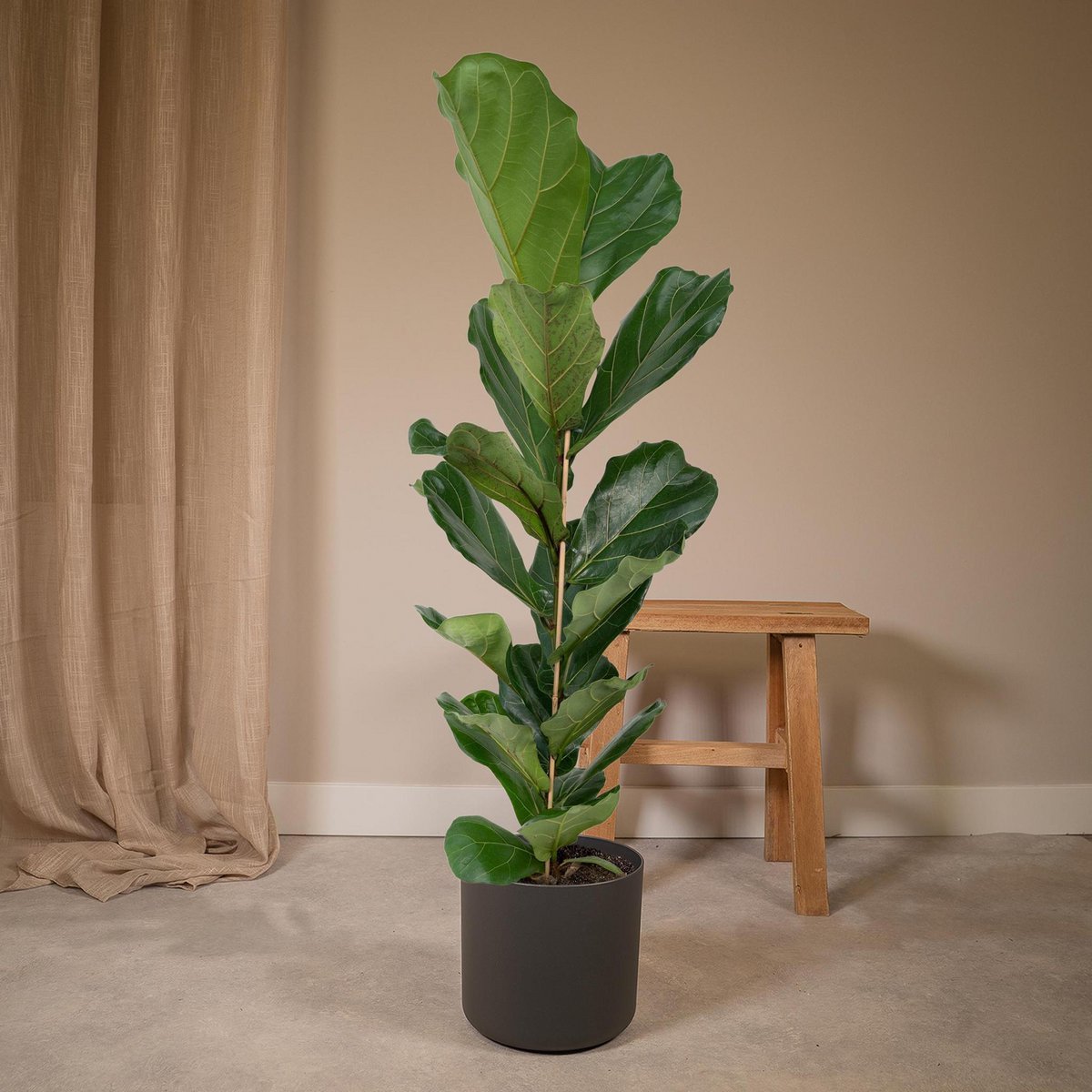 Fiddle-Leaf Fig - Rubber Plant - Ø21cm - ↕100cm