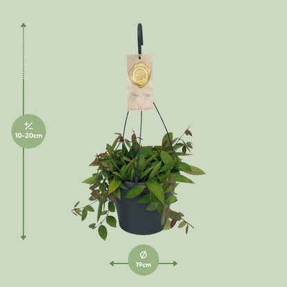 Hoya Gracilix - Ø19cm - ↕20cm