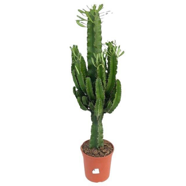 Euphorbia Eritrea | [P21-H100]